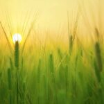 agriculture